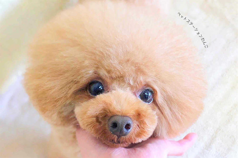 わんこのトリミングコース紹介です。